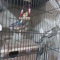 جفت مولد با تخم