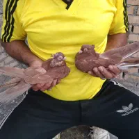 کفتر سرب|پرنده|امیدیه, |دیوار