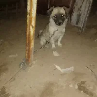 واگذاری سگ خانگی