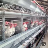 قفس مرغ تخمگذار دوهزار قطعه ای