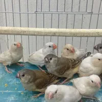 فنچ هاف اورنج