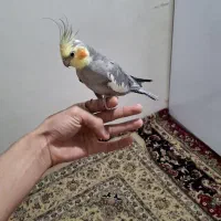 عروس هلندی|پرنده|همدان, |دیوار