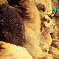 حیوان|حیوانات مزرعه|دهدشت, |دیوار
