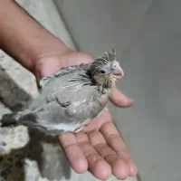 جوجه عروس هلندی اهویی