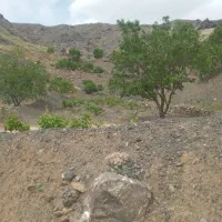 فروش  باغ رودگل قز|فروش خانه و ویلا|سبزوار, کراب|دیوار