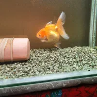 گلدفیش مولد