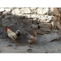 مرغ وخروس فروشی