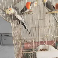 عروس هلندی
