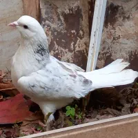 کبوتر پرشی تضمینی