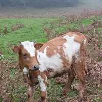 گاو شکم دار با گوساله|حیوانات مزرعه|دیلمان, |دیوار