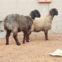 شیشک کله زنگ