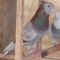 ۳۰ طوق کبوتر نروماده عطیقه پرش سنگین به شرط