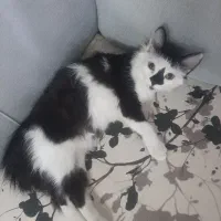 گربه