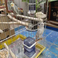 عروس هلندی نر ماده+قفس نو+با لوازم کامل ۲ میلیون|پرنده|ری, دیلمان|دیوار