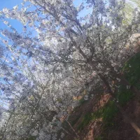 باغ میوه در جاده وار(قطعه دوم از خیابان)|فروش دفتر صنعتی، کشاورزی، تجاری|فیرورق, |دیوار