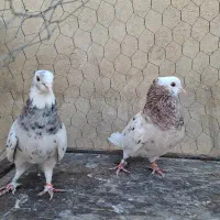 کبوتر هما پرشی