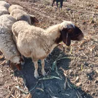 میش سنجابی چپر