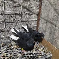 چندجفت کفترنروماده|پرنده|بندرعباس, |دیوار