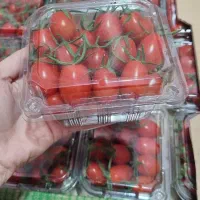 گوجه زیتونی و گیلاسی گلخانه ای