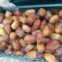 رطب کبکاب
