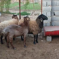 گوسفند زنده