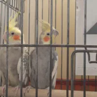 جفت عروس هلندی سینامون