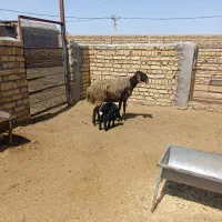 فروش میش