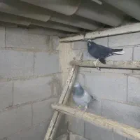 کبوتر|پرنده|تبریز, |دیوار