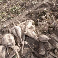 چغندر|عمده‌فروشی|بکتاش, |دیوار