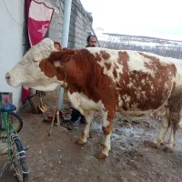 گاو سیمیتال شیری|حیوانات مزرعه|سراجو, |دیوار