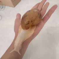 حلزون آچاتینا (البینو)