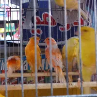 فروش ۸ عدد قناری نر سوپری تکی وتعداد|پرنده|نهاوند, |دیوار