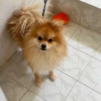 سگ پامر خرسی اصیل|سگ|اصفهان, بوستان آینه خانه|دیوار