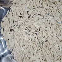 شالی فجر ۹۰ روزه