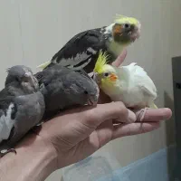 پرنده سرای کاکادو عروس هلندی طوطی سهره قناری رزن