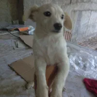 سگ سو سیسی