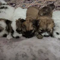 فروش سگ
