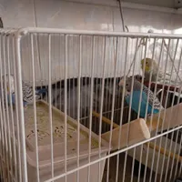 مرغ عشق فوری