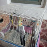 عروس هلندی جفت سینامون