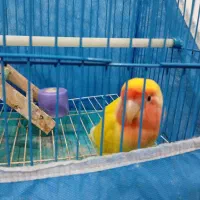 طوطی برزیلی سخنگو|پرنده|رشت, شالکو|دیوار