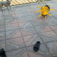 سگ گم شده|حیوانات|کرمانشاه, |دیوار