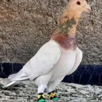عکس نمایشی هست