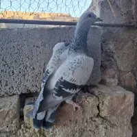 پلاکی|پرنده|کوهبنان, |دیوار