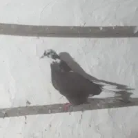 کبوتر غریب گیری|پرنده|مزرعه کتول, |دیوار