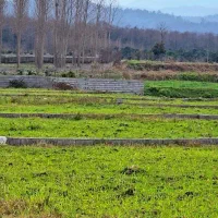 سرمایه گذاری(زمین ۶۰۰متری) اقساط۱۲ماهه|فروش زمین و ملک کلنگی|امامزاده عبدالله, |دیوار