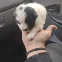 واگذاری شیتزو نوزاد