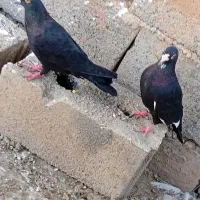 کفتر معامله یا فروش فوری