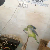 راهب نر تست دار جهت معاوضه