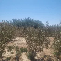 زمین فروشی پشت هتل علمدار|فروش زمین و ملک کلنگی|بافق, |دیوار