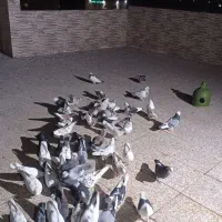 کبوتر پرشی|پرنده|فردیس, منظریه|دیوار